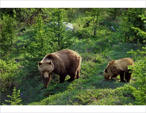 Grizzly Bear - sow with cub, June. Northern Rockies, Banff National Park Alberta, Canada. MA144