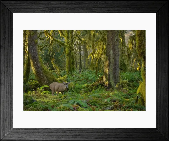 Framed Print : Black-tailed Deer (Odocoileus hemionus) in Olympic National Park temperate rain forest Framed Print : Black-tailed Deer (Odocoileus hemionus) in Olympic National Park temperate rain forest