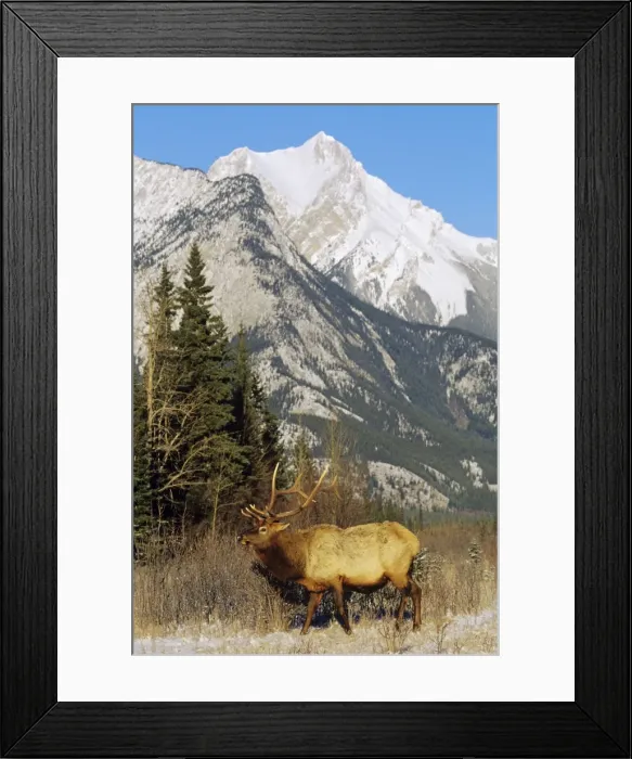 Framed Print : Rocky Mountain Elk - Bull in Canadian Rockies, Winter. Jasper National Park, Canada. ME867