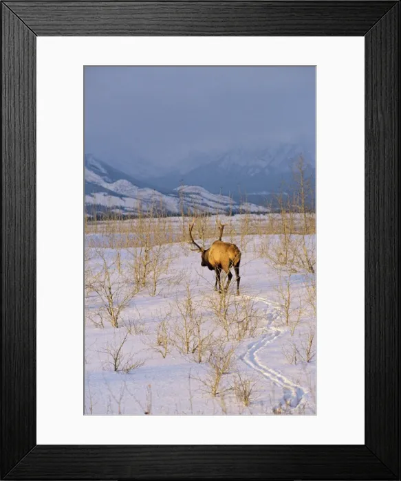 Framed Print : Rocky Mountain Elk - Bull in evening, early winter. Northern Rocky Mountains, Jasper National Park, Alberta, North America. ME654 Framed Print : Rocky Mountain Elk - Bull in evening, early winter. Northern Rocky Mountains, Jasper National Park, Alberta, North America. ME654