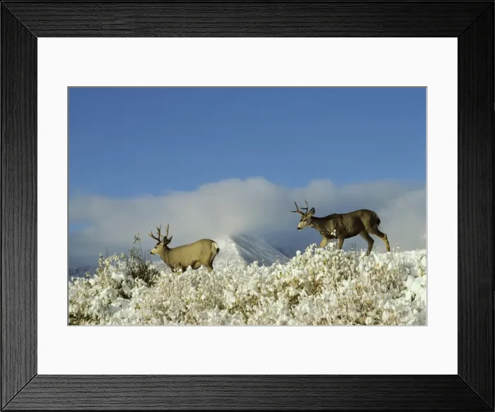 Framed Print : Mule Deer - bucks in Autumn. Snow is common in late September-October. Northern Rockies. MD446 Framed Print : Mule Deer - bucks in Autumn. Snow is common in late September-October. Northern Rockies. MD446
