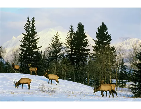 Rocky Mountain Elk - Winter. Candadian Rockies. ME628