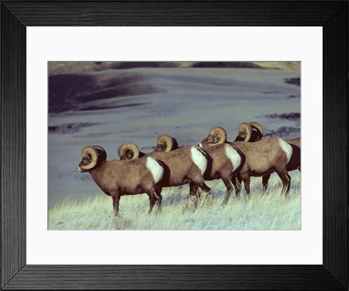 Framed Print : Bighhorn Sheep - rams in early November Montana-Wyoming, Yellowstone National Park, North America. MS187 Framed Print : Bighhorn Sheep - rams in early November Montana-Wyoming, Yellowstone National Park, North America. MS187
