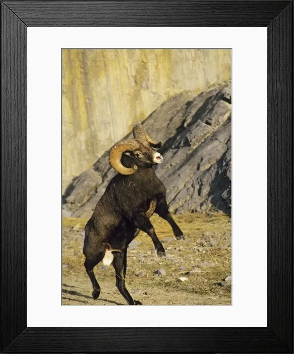 Framed Print : Bighorn Sheep - ram preparing to butt another ram Jasper National Park, Canada. MS414 Framed Print : Bighorn Sheep - ram preparing to butt another ram Jasper National Park, Canada. MS414