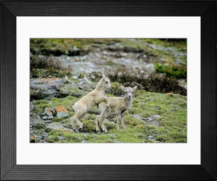 Framed Print : Bighorn Sheep - Young lambs playing. June. Rocky Mountains, Jasper National Park, Alberta, Canada. MS448 Framed Print : Bighorn Sheep - Young lambs playing. June. Rocky Mountains, Jasper National Park, Alberta, Canada. MS448