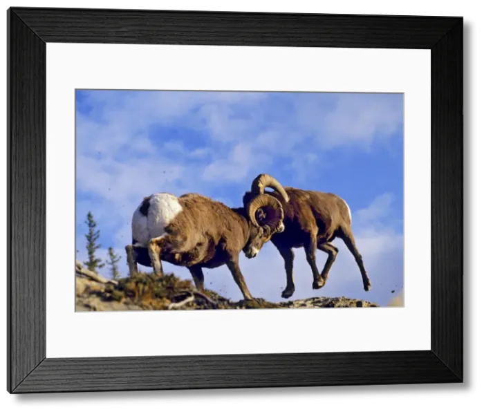 Framed Print : Bighorn Sheep - rams butt heads. Jasper National Park, Rocky Mountains, Alberta, Canada. MS334 Framed Print : Bighorn Sheep - rams butt heads. Jasper National Park, Rocky Mountains, Alberta, Canada. MS334
