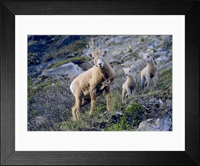 Framed Print : Bighorn Sheep - ewe with lambs (probably only one lamb is hers as bighorn seldom have twins, though frequently one or two ewes will watch over several lambs). Jasper National Park, Rocky Mountains, Alberta, Canada. MS474