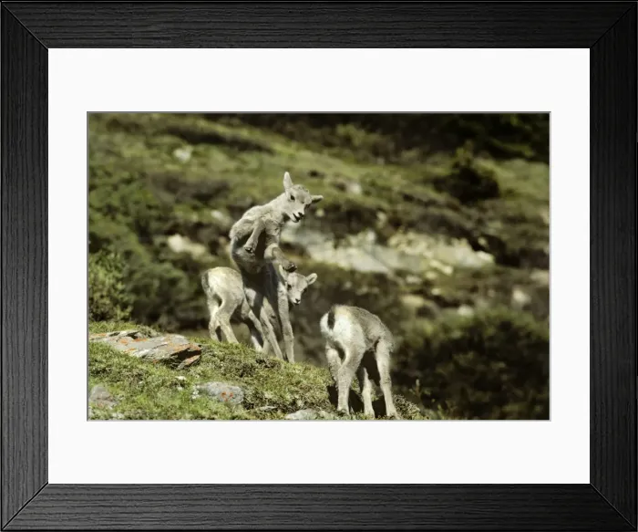 Framed Print : Rocky Mountain Bighorn Sheep - young lambs playing. Rocky Mountains, Alberta, Canada. MS280 Framed Print : Rocky Mountain Bighorn Sheep - young lambs playing. Rocky Mountains, Alberta, Canada. MS280