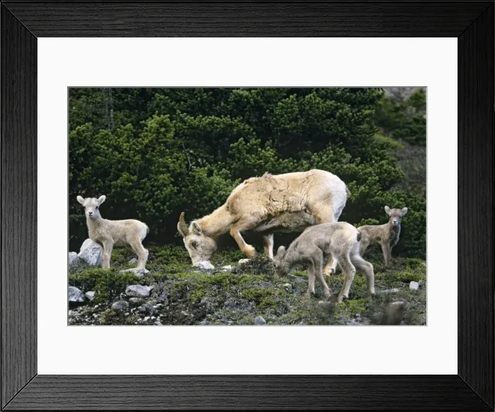 Framed Print : Bighorn Sheep - ewe and lambs Jasper National Park, Rocky Mountains, Alberta, Canada. MS468 Framed Print : Bighorn Sheep - ewe and lambs Jasper National Park, Rocky Mountains, Alberta, Canada. MS468