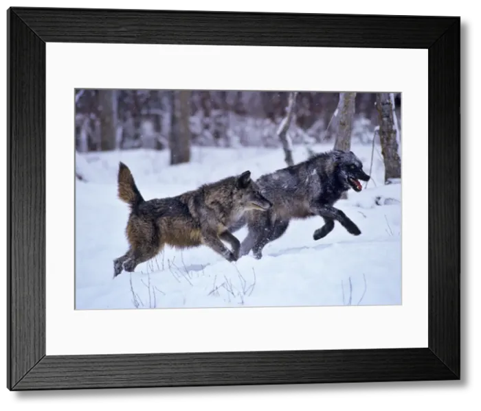 Framed Print : Grey Wolves - running through snow. Western U. S Framed Print : Grey Wolves - running through snow. Western U. S