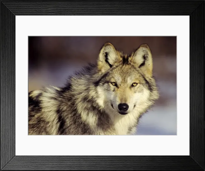 Framed Print : Mexican Grey Wolf, Endangered Species Framed Print : Mexican Grey Wolf, Endangered Species