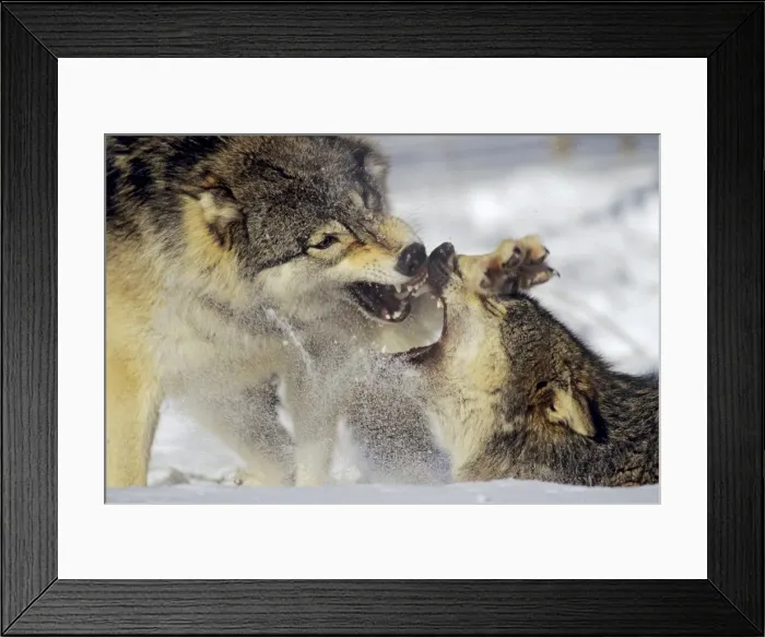 Framed Print : Grey Wolf / Timber Wolf - dominance behavior in snow Framed Print : Grey Wolf / Timber Wolf - dominance behavior in snow