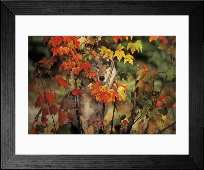 Framed Print : Gray Wolf (Canis lupus) hiding behind maple tree. Autumn. Great Lakes region. Ontario, Canada Framed Print : Gray Wolf (Canis lupus) hiding behind maple tree. Autumn. Great Lakes region. Ontario, Canada