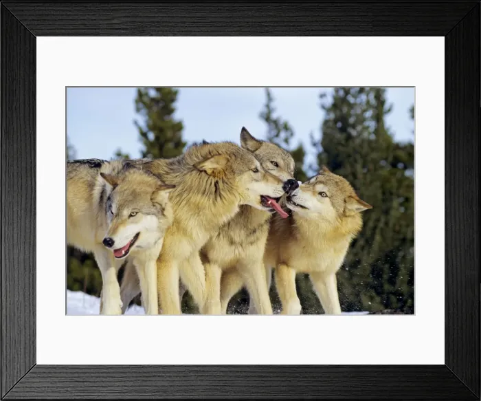 Framed Print : Grey Wolves- involved in social behavior. In snow. Montana Framed Print : Grey Wolves- involved in social behavior. In snow. Montana