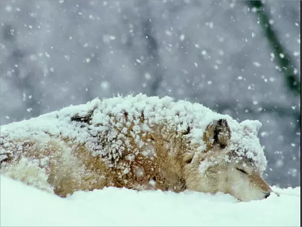 Gray wolf (Canis lupus) resting (sleeping) during heavy snow. North America