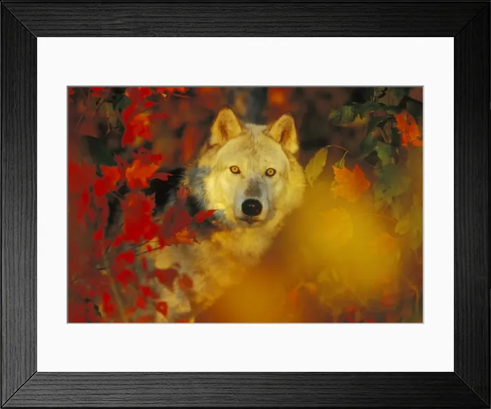 Framed Print : Gray Wolf (Canis lupus) hiding behind Autumn leaves, Minnesota, North America Framed Print : Gray Wolf (Canis lupus) hiding behind Autumn leaves, Minnesota, North America