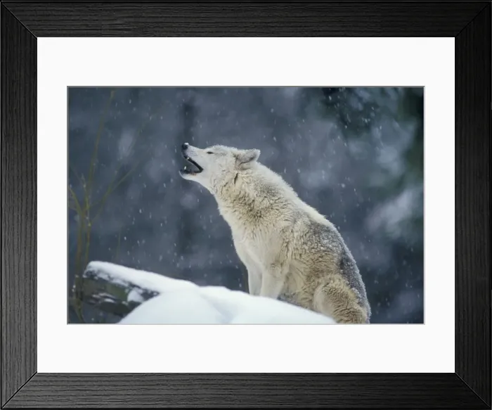 Framed Print : Grey Wolf / Timber Wolf - howling. Western U. S Framed Print : Grey Wolf / Timber Wolf - howling. Western U. S