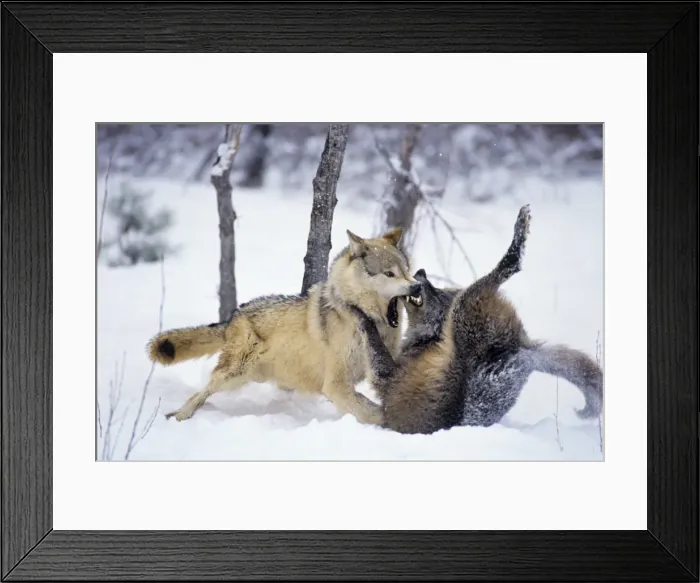 Framed Print : Grey Wolf / Timber Wolf - Two, dominance behavior in snow. montana Framed Print : Grey Wolf / Timber Wolf - Two, dominance behavior in snow. montana