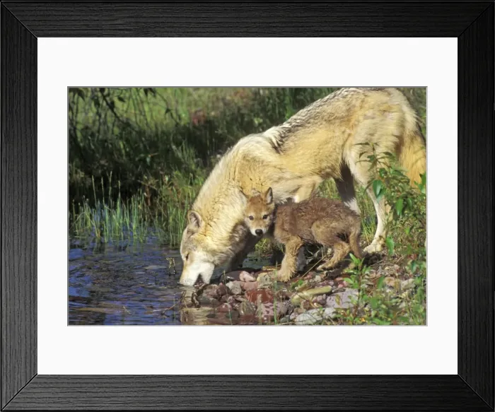 Framed Print : Gray Wolf - mother and pup drinking from water pool, Montana Framed Print : Gray Wolf - mother and pup drinking from water pool, Montana