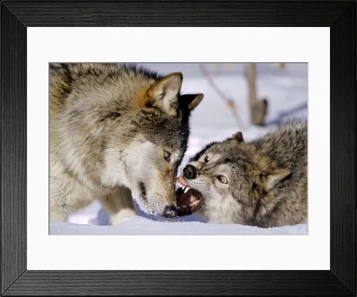 Framed Print : Gray Wolves (Canis lupus) in snow, involved in dominance behavior - usually no one gets hurt in these short but intense displays. minnesota Framed Print : Gray Wolves (Canis lupus) in snow, involved in dominance behavior - usually no one gets hurt in these short but intense displays. minnesota