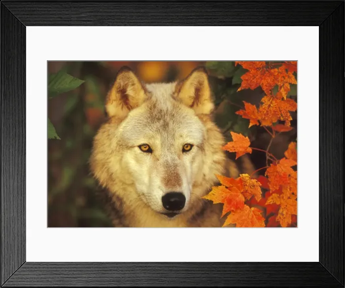 Framed Print : Grey Wolf / Timber Wolf - By Autumn leaves. Minnesota Framed Print : Grey Wolf / Timber Wolf - By Autumn leaves. Minnesota