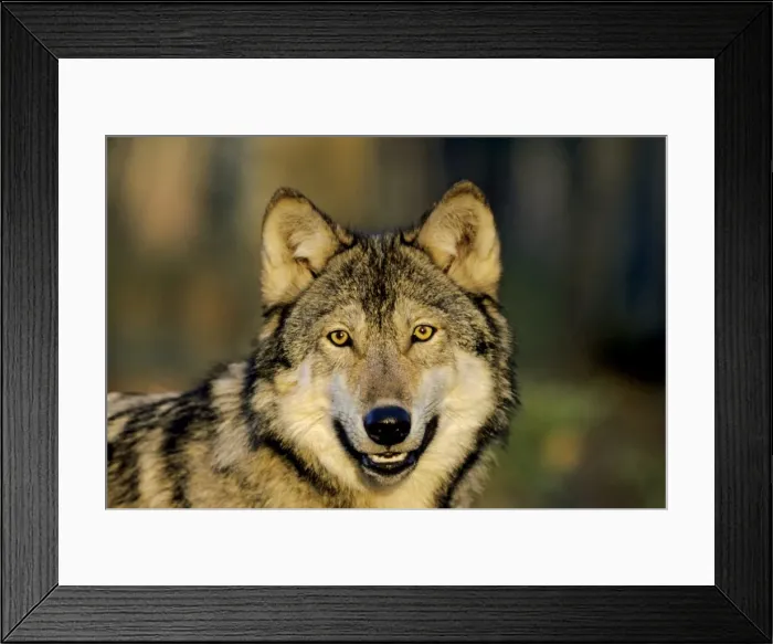 Framed Print : Grey wolf - Minnesota, North America Framed Print : Grey wolf - Minnesota, North America