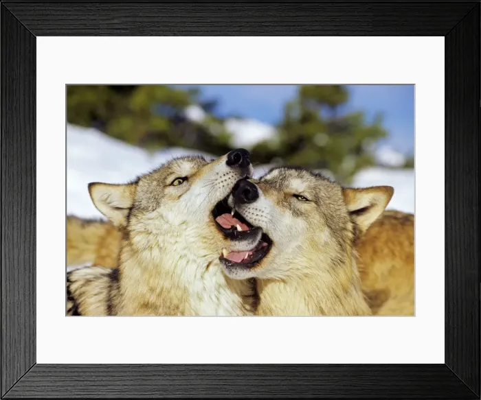 Framed Print : Two Grey Wolves in snow greeting one another. Montana Framed Print : Two Grey Wolves in snow greeting one another. Montana