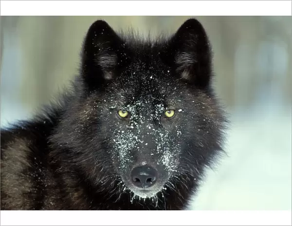 Black Gray Wolf - With snowy face. Minnesota, North America