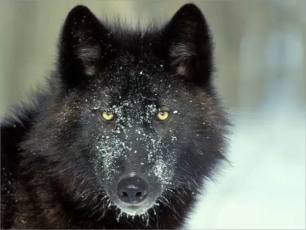 Black Gray Wolf - With snowy face. Minnesota, North America