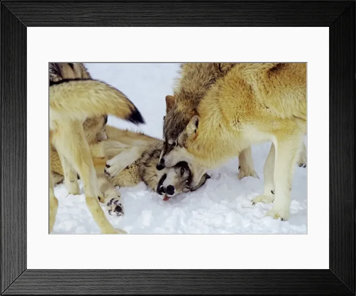 Framed Print : Gray Wolves (Canis lupus) displaying dominance over wolf on ground. In snow, Montana Framed Print : Gray Wolves (Canis lupus) displaying dominance over wolf on ground. In snow, Montana