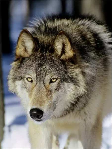 Gray wolf (Canis lupus) male walking in snow -note broadness of head. Minnesota, North America