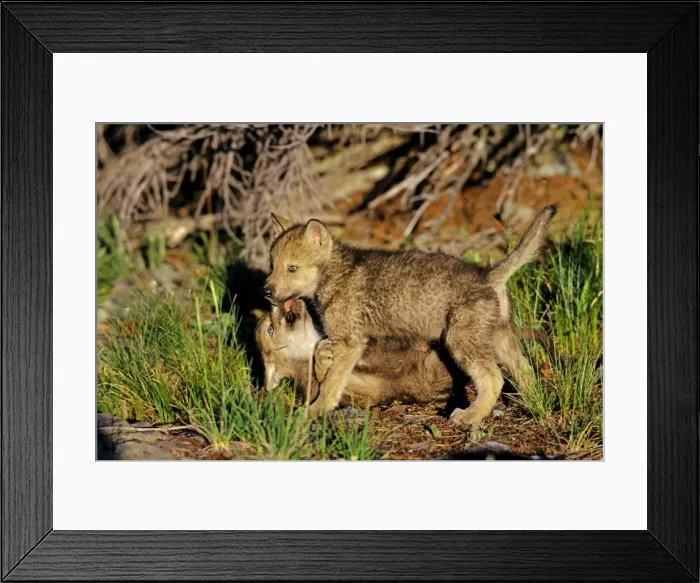 Framed Print : Two Grey wolf pups playing near den. Montana, North America Framed Print : Two Grey wolf pups playing near den. Montana, North America