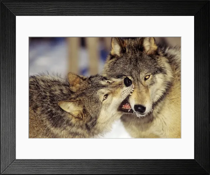 Framed Print : Grey Wolves In winter involved in dominance behavior--usually no one gets hurt in these short but intense displays. Minnesota Framed Print : Grey Wolves In winter involved in dominance behavior--usually no one gets hurt in these short but intense displays. Minnesota
