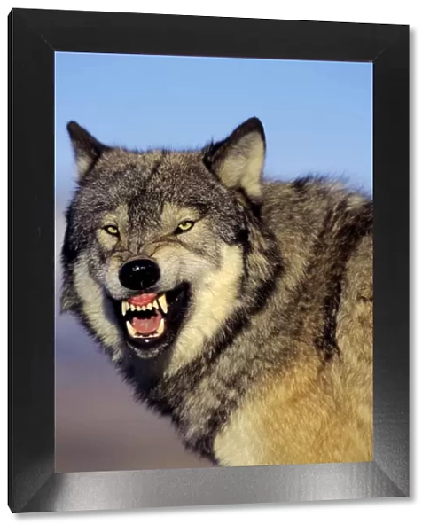 Grey Wolf (Canis lupus) snarling. Montana