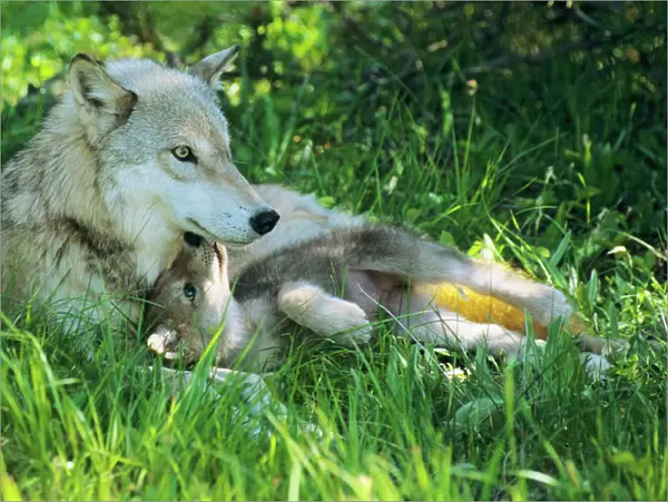 Grey wolf (Canis lupus) mother with young pup lying in grass. June
