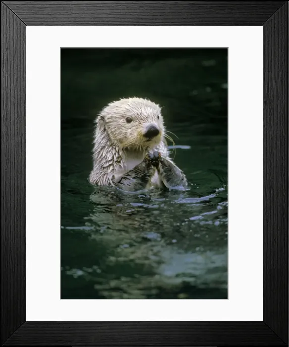 Framed Print : Sea Otter MO350 Framed Print : Sea Otter MO350