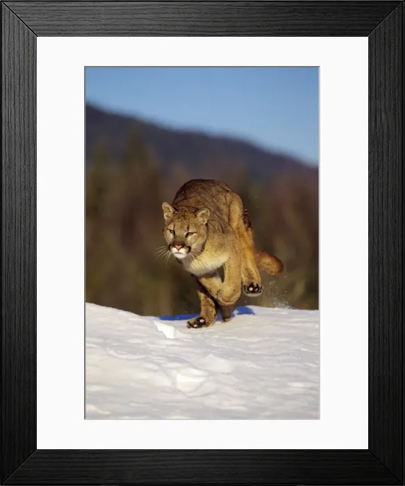 Framed Print : Mountain Lion / cougar Western U. S. A. MR856 Framed Print : Mountain Lion / cougar Western U. S. A. MR856