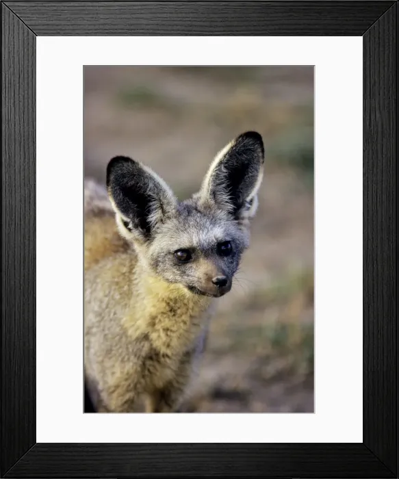 Framed Print : Bat-eared Fox Serengeti National Park, Tanzania. 3MW125 Framed Print : Bat-eared Fox Serengeti National Park, Tanzania. 3MW125