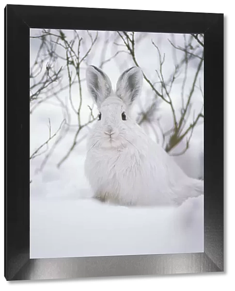 Snowshoe Hare MH233