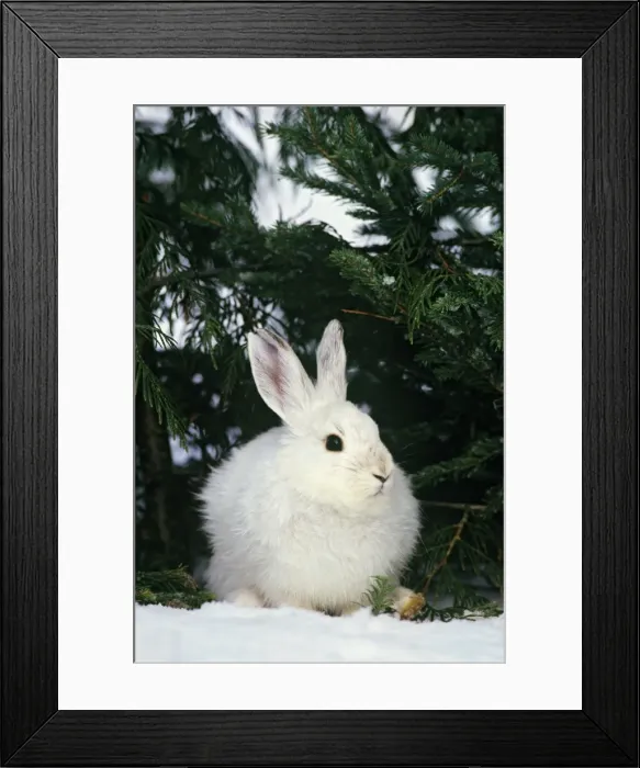 Framed Print : Snowshoe or varying Hare - winter MH232 Framed Print : Snowshoe or varying Hare - winter MH232