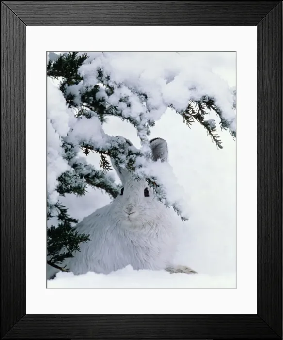 Framed Print : Snowshoe or Varying Hare - winter MH108 Framed Print : Snowshoe or Varying Hare - winter MH108