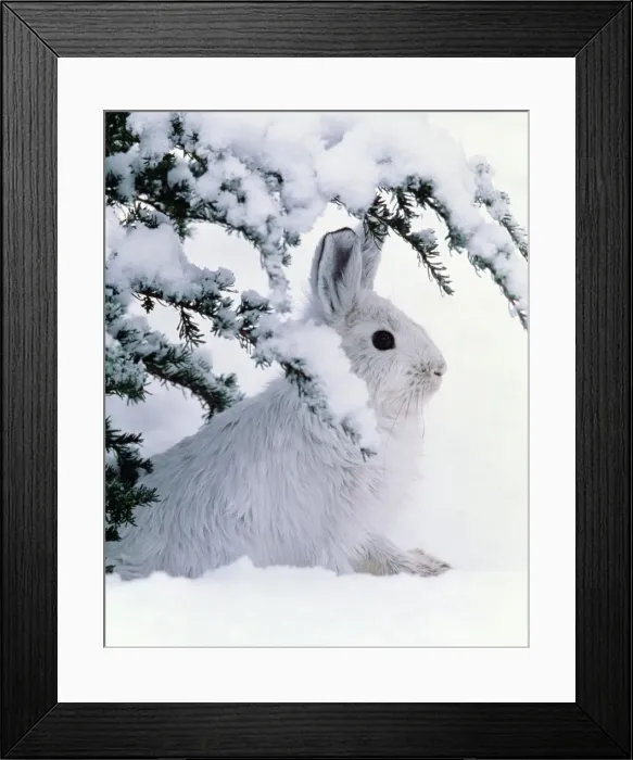 Framed Print : Snowshoe or Varying Hare - winter MH107 Framed Print : Snowshoe or Varying Hare - winter MH107
