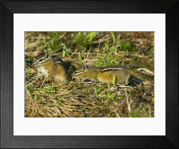 Framed Print : Yellow-pine Chipmunk (Tamias amoenus) Framed Print : Yellow-pine Chipmunk (Tamias amoenus)