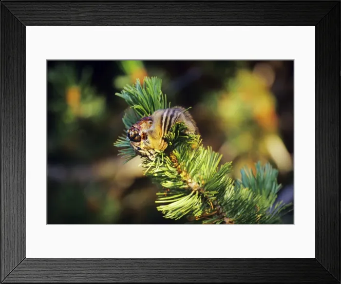 Framed Print : Yellow-pine chipmunk - harvesting seeds from whitebark pine tree cone. September Subalpine meadow, Cascade Mountains, Pacific Northwest. MI824 Framed Print : Yellow-pine chipmunk - harvesting seeds from whitebark pine tree cone. September Subalpine meadow, Cascade Mountains, Pacific Northwest. MI824