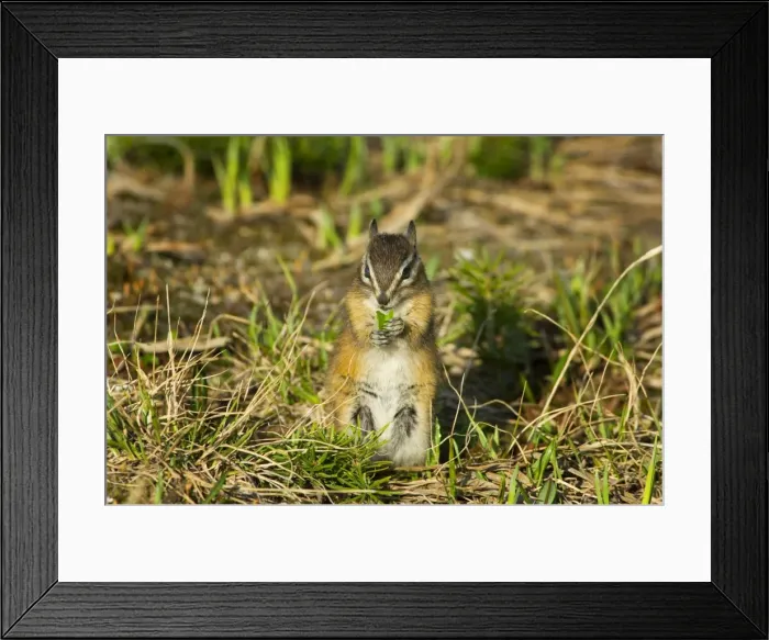 Framed Print : Yellow-pine Chipmunk (Tamias amoenus) Framed Print : Yellow-pine Chipmunk (Tamias amoenus)