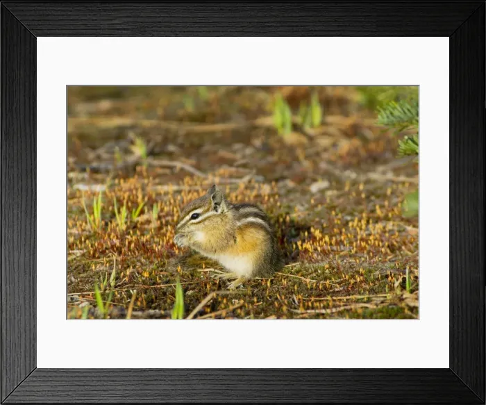 Framed Print : Yellow-pine Chipmunk (Tamias amoenus) Framed Print : Yellow-pine Chipmunk (Tamias amoenus)