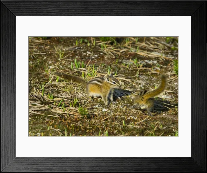 Framed Print : Yellow-pine Chipmunk (Tamias amoenus) Framed Print : Yellow-pine Chipmunk (Tamias amoenus)