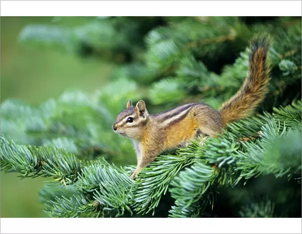 Yellow-pine Chipmunk - on subalpine Fir branch. Pacific Northwest, USA. MI249