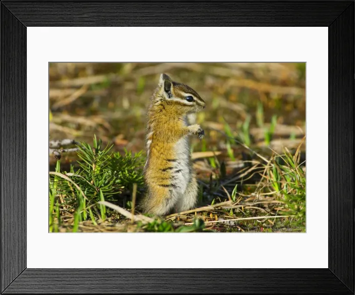 Framed Print : Yellow-pine Chipmunk (Tamias amoenus) Framed Print : Yellow-pine Chipmunk (Tamias amoenus)