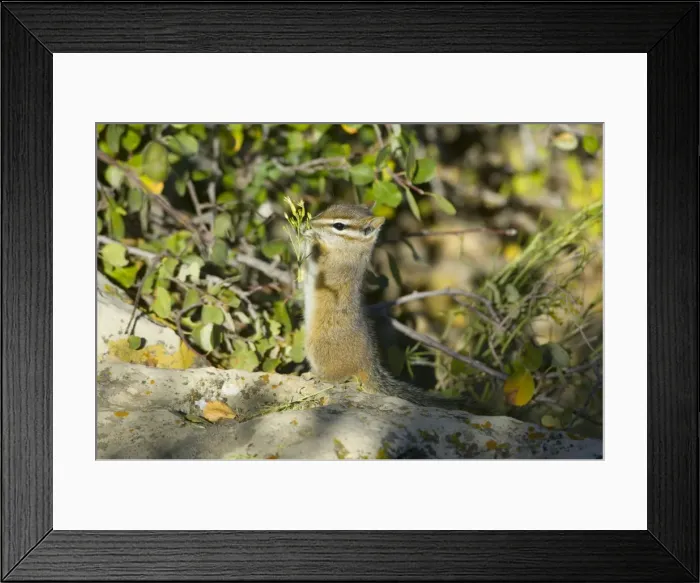 Framed Print : Cliff Chipmunk Tamias dorsalis ? Framed Print : Cliff Chipmunk Tamias dorsalis ?